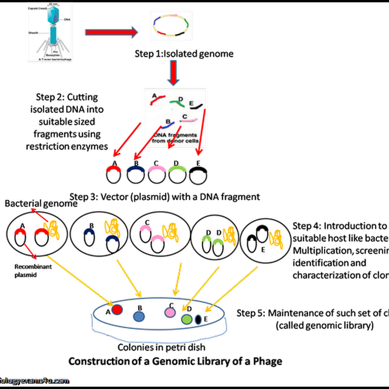 biology exams 4 u genomic library definition and steps in the construction of genomic library