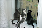 While he was a tad smaller than his adopted brothers and sisters, Simon still felt welcome and right at home with his new crew.
