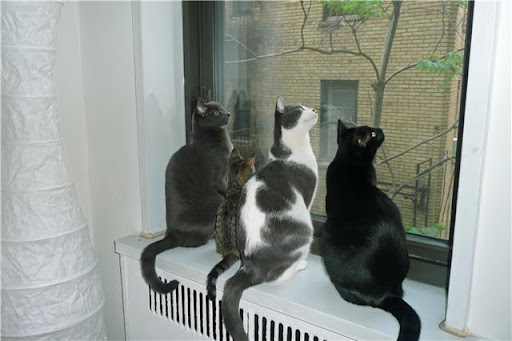While he was a tad smaller than his adopted brothers and sisters, Simon still felt welcome and right at home with his new crew.