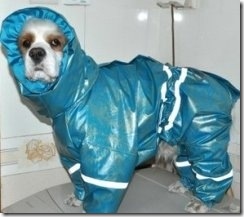 hurricane-sandy-dogs-27