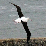 With Up To A 9 Foot Wingspan They Are Amazing Gliders - Otago Peninsula, New Zealand