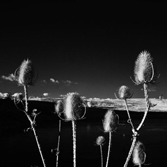 The-Teasles-6