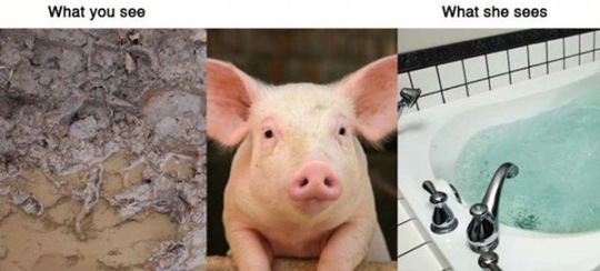 [what-you-see-animals-fea63f%255B2%255D.jpg]