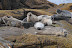  &ndash; harbour seals