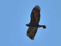 DSC_7906.jpg
