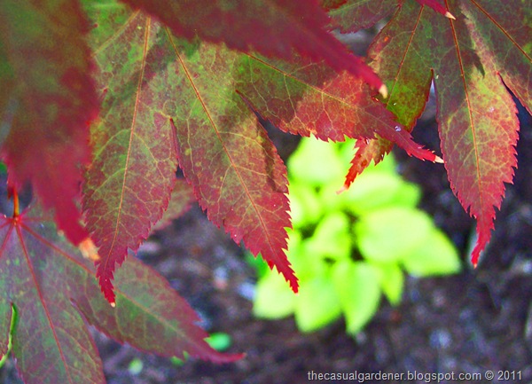 [Japanese%2520Maple%2520and%2520Hosta%255B7%255D.jpg]