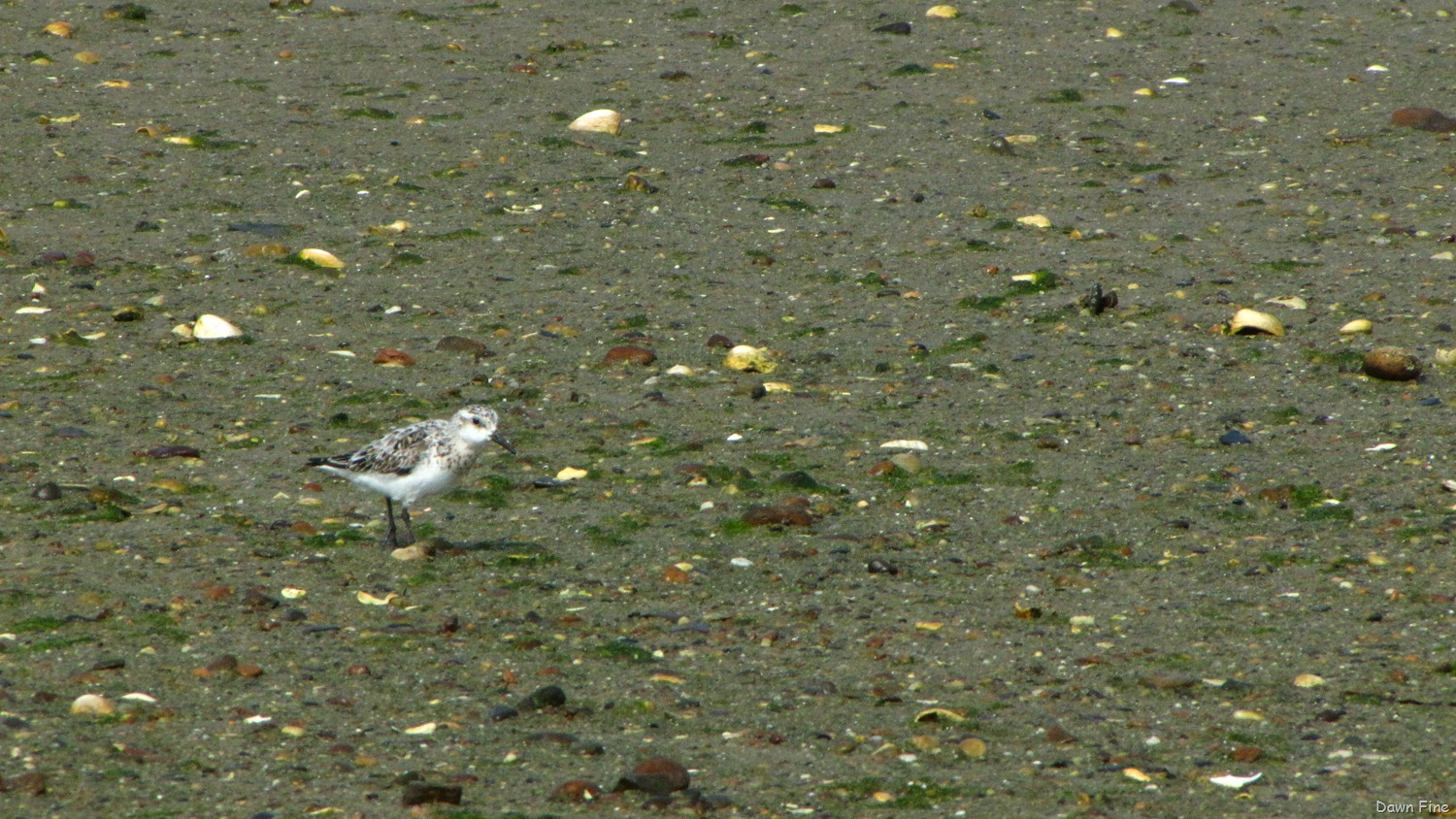 [birding-south-beach_0283.jpg]