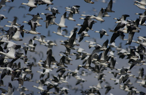 Snow Geese in Flight photo credit: Missouri Department of Conservation