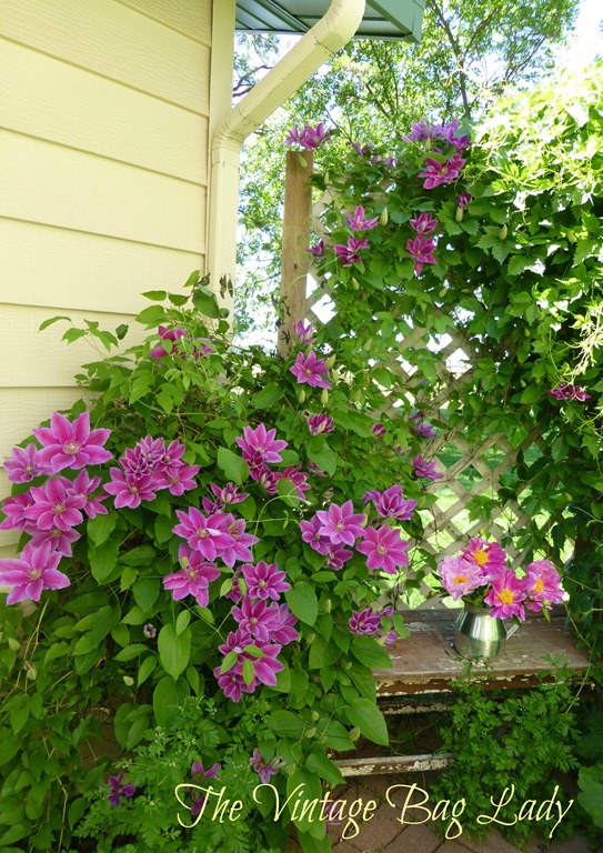 [flowers-0077.jpg]