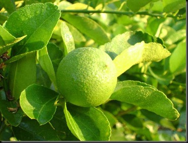 limon