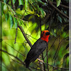 Bornean Bristlehead_06.jpg