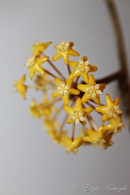 Hoya surigaoensis