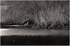 Graureiher an der Hamme Graureiher an der Hamme