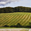 DSC_6886.JPG