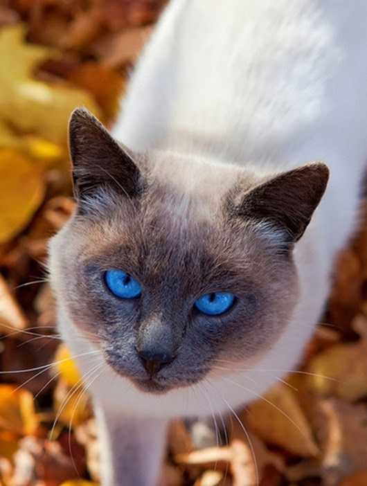 autumn cat
