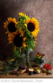 'Autumnal Still Life' photo (c) 2011, David Blackwell. - license: http://creativecommons.org/licenses/by-nd/2.0/