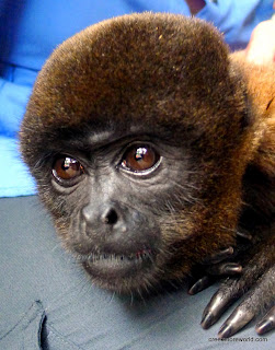 This one was named Macarena
