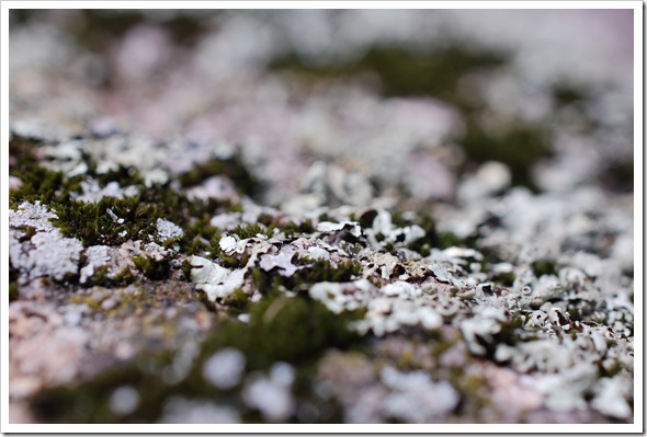 Lichenscapes