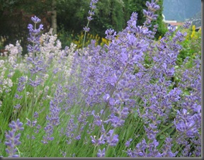 lavendel 1