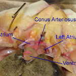 dissect26_heart_labeled.jpg