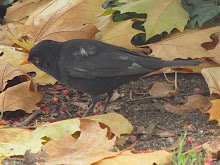 Turdus%252520merula%252520000