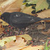 Turdus%252520merula%252520000
