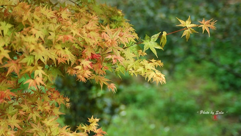 陽明山 台北奧萬大 平菁街 楓葉