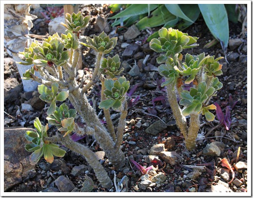 120414_RBG_Aeonium-smithii_01