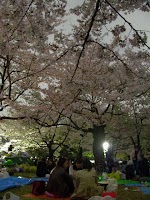 代々木公園夜桜