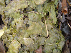 LIverwort.JPG
