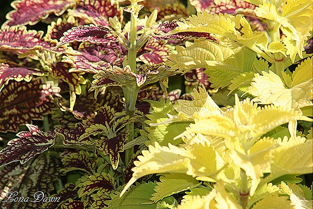 [FPC_Coleus4%255B8%255D.jpg]