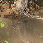 Süsswasser-Krokodil