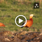 IMG_0041-Crop 1-MOTION.gif