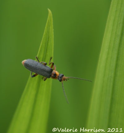 [soldier-beetle-Cantharis-nigricans%255B3%255D.jpg]