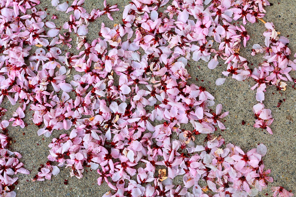 [130303_Prunus-cerasifera-Krauter-Vesuvius_03%255B6%255D.jpg]