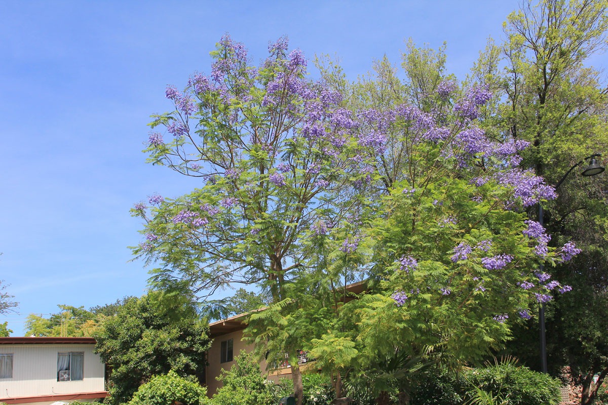 [130512_Jacaranda-mimosifolia_056.jpg]