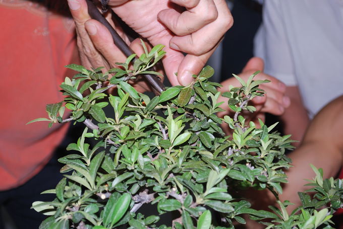 Pyracantha de Roberto Serrano Falcón.