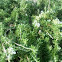 Rosemary