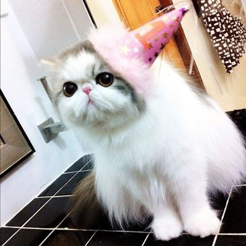 [funny-animals-cute-26%255B2%255D.jpg]