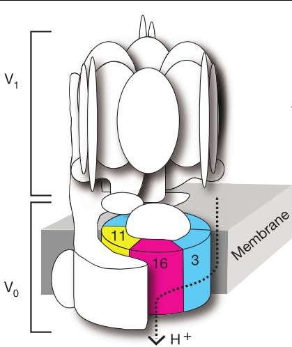 [V_ATPase%255B20%255D.jpg]