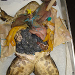 dissect29_eggs.jpg