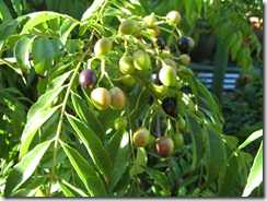 Curry Leaf Tree-2