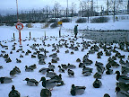 Ducks in winter Ducks in winter