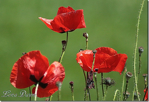 M_Red_Poppies2