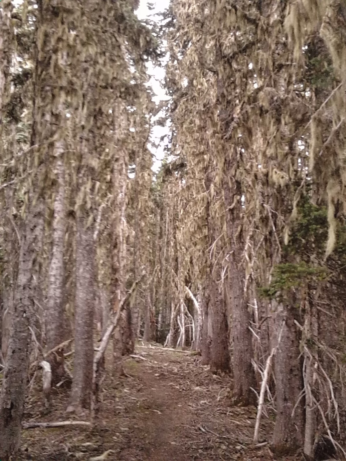 Hall of trees Seasonal Impressions