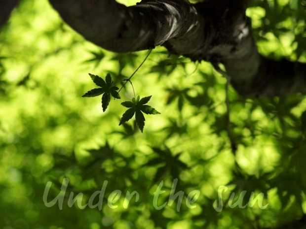 [under%2520the%2520sun%255B4%255D.jpg]