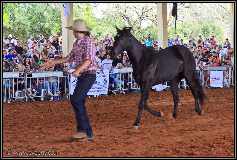 il/Фото: Stallion Show 2011 (20110416 stllion show 037 2112)