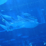 IMG_4774.JPG