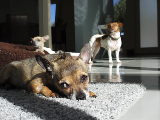 Guppy, Minnow and Biscuit admiring their humans. 
Biscuit: 