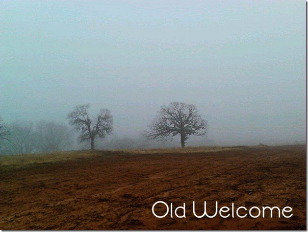 oklahoma morning trees